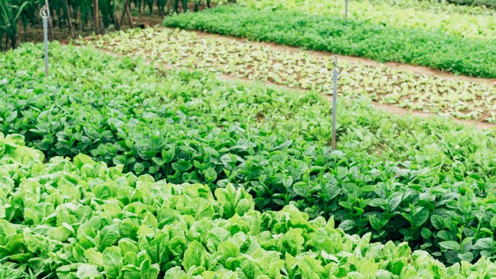Urban Gardening - Gemüse und Salat selber anbauen ohne eigenen Garten!